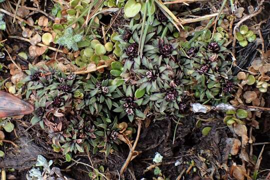 Sivun Abrotanella rosulata (Hook. fil.) Hook. fil. kuva