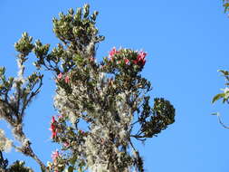 Image of Bejaria mathewsii Field. & Gardn.