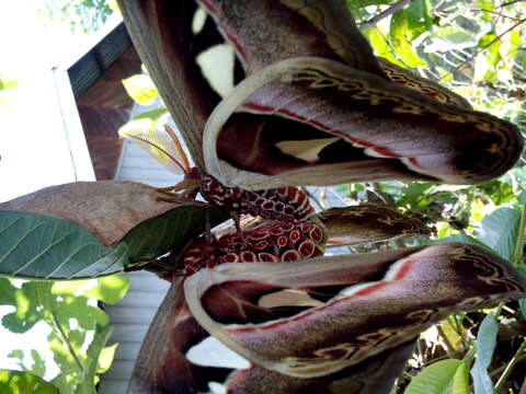 Image of atlas moth