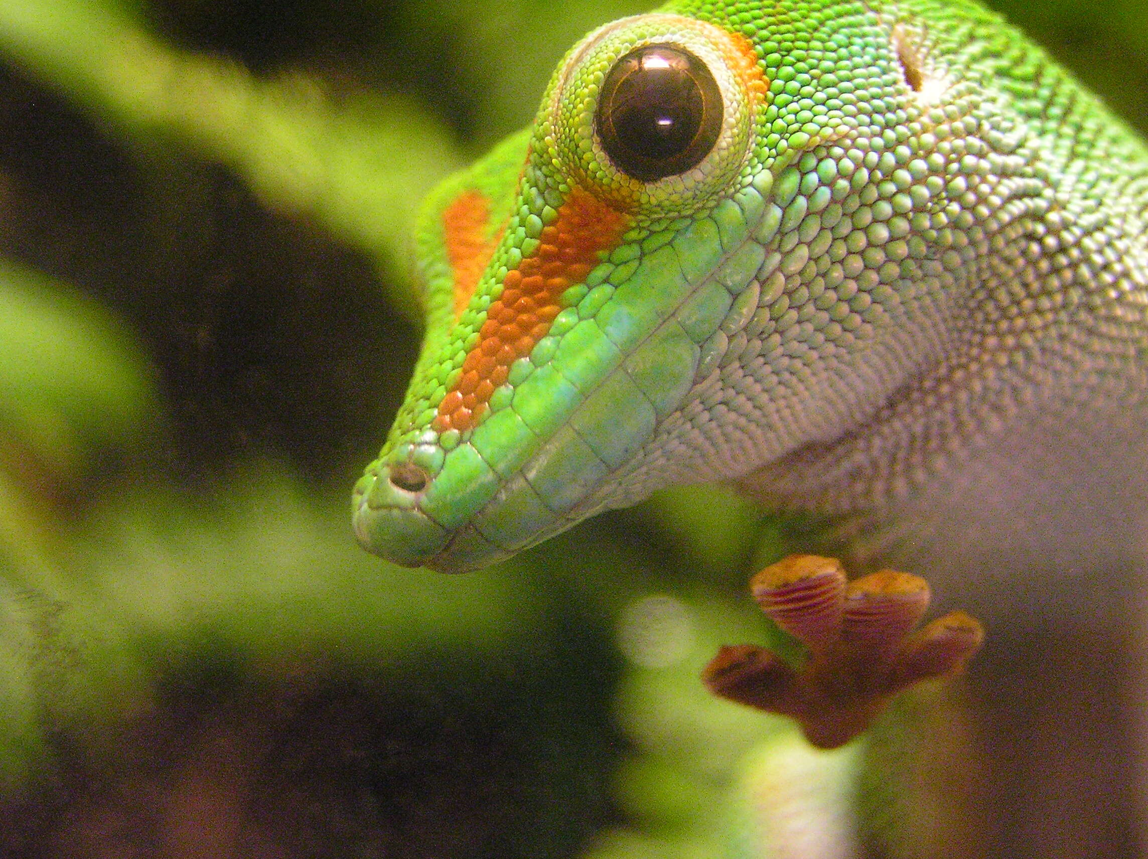 Phelsuma madagascariensis Gray 1831 resmi