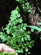 Adiantum andicola Liebm.的圖片