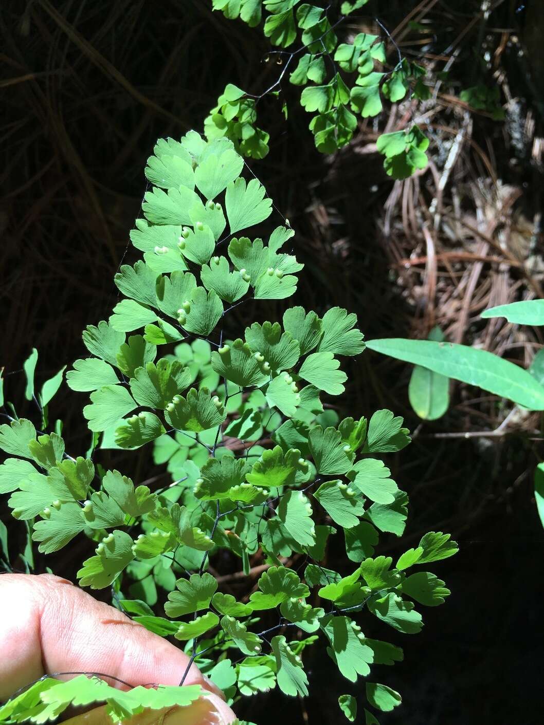 Image of Adiantum andicola Liebm.