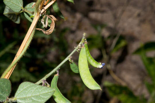 Phaseolus micranthus Hook. & Arn. resmi