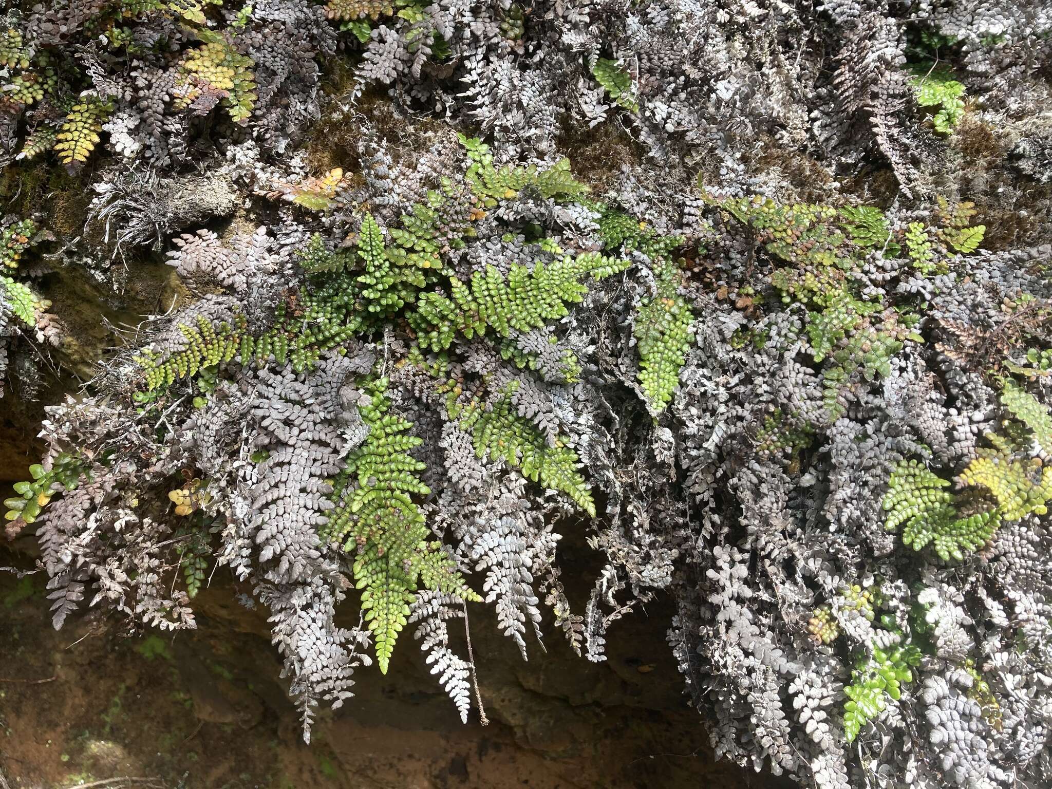 Image of Forest Plume Fern