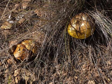 Image of Suillus mediterraneensis (Jacquet. & J. Blum) Redeuilh 1992