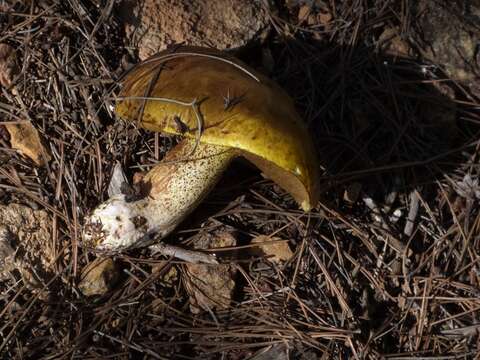 Image of Suillus mediterraneensis (Jacquet. & J. Blum) Redeuilh 1992