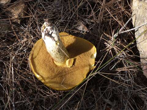 Image of Suillus mediterraneensis (Jacquet. & J. Blum) Redeuilh 1992