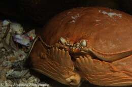 Image of giant box crab