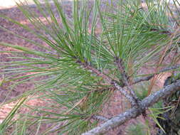 Image of pitch pine