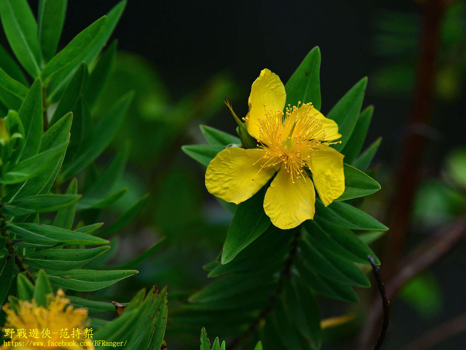 Image of Hypericum mysorense Heyne