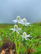 Image of Habenaria grandifloriformis Blatt. & McCann