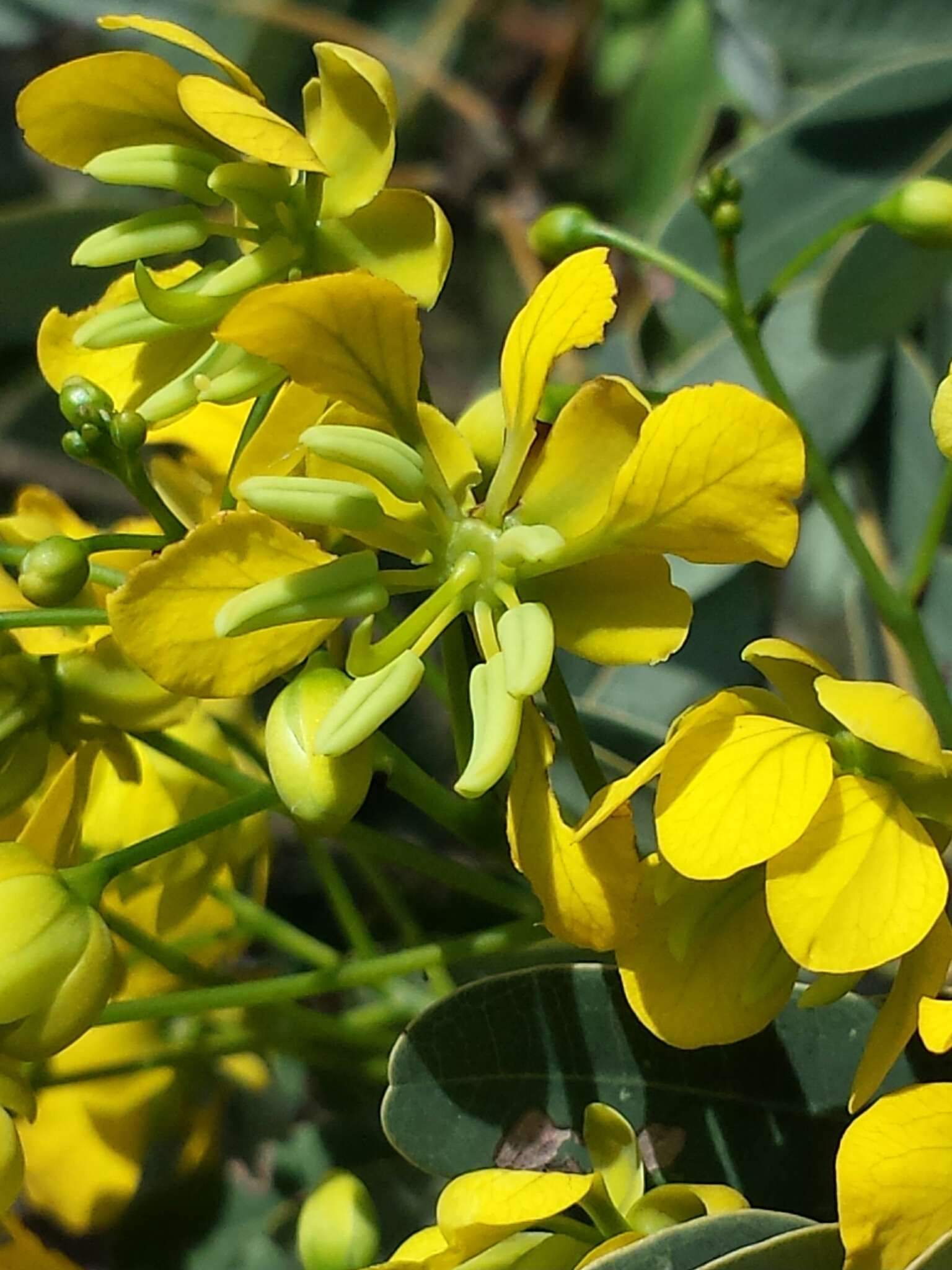 Image of Senna viguierella (Ghesq.) Du Puy