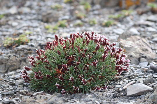 Image of Acantholimon lycopodioides (Girard) Boiss.