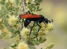 Image of Tarantula Hawk