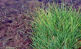 Image of flote-grass, floating sweet-grass