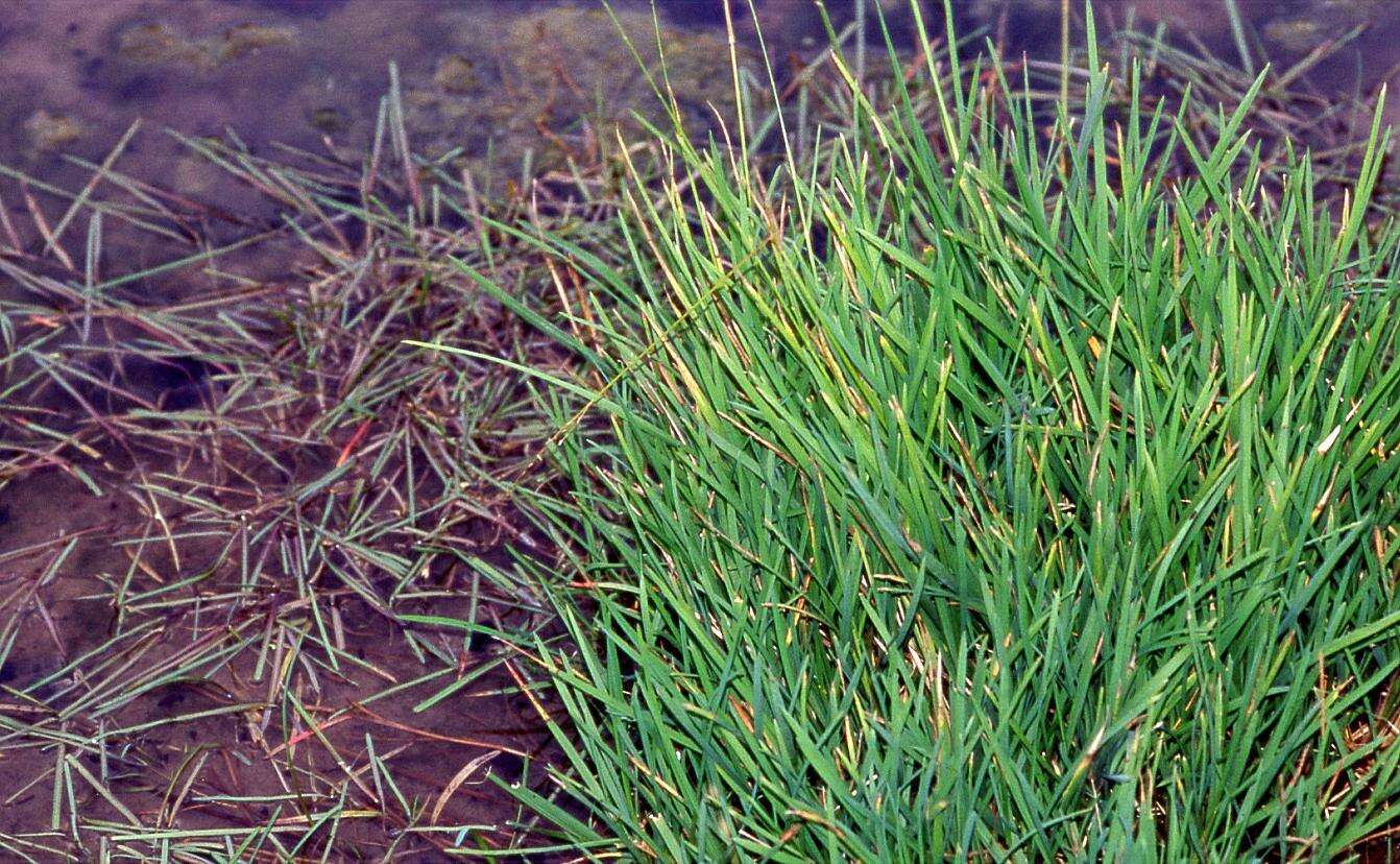 Image of flote-grass, floating sweet-grass