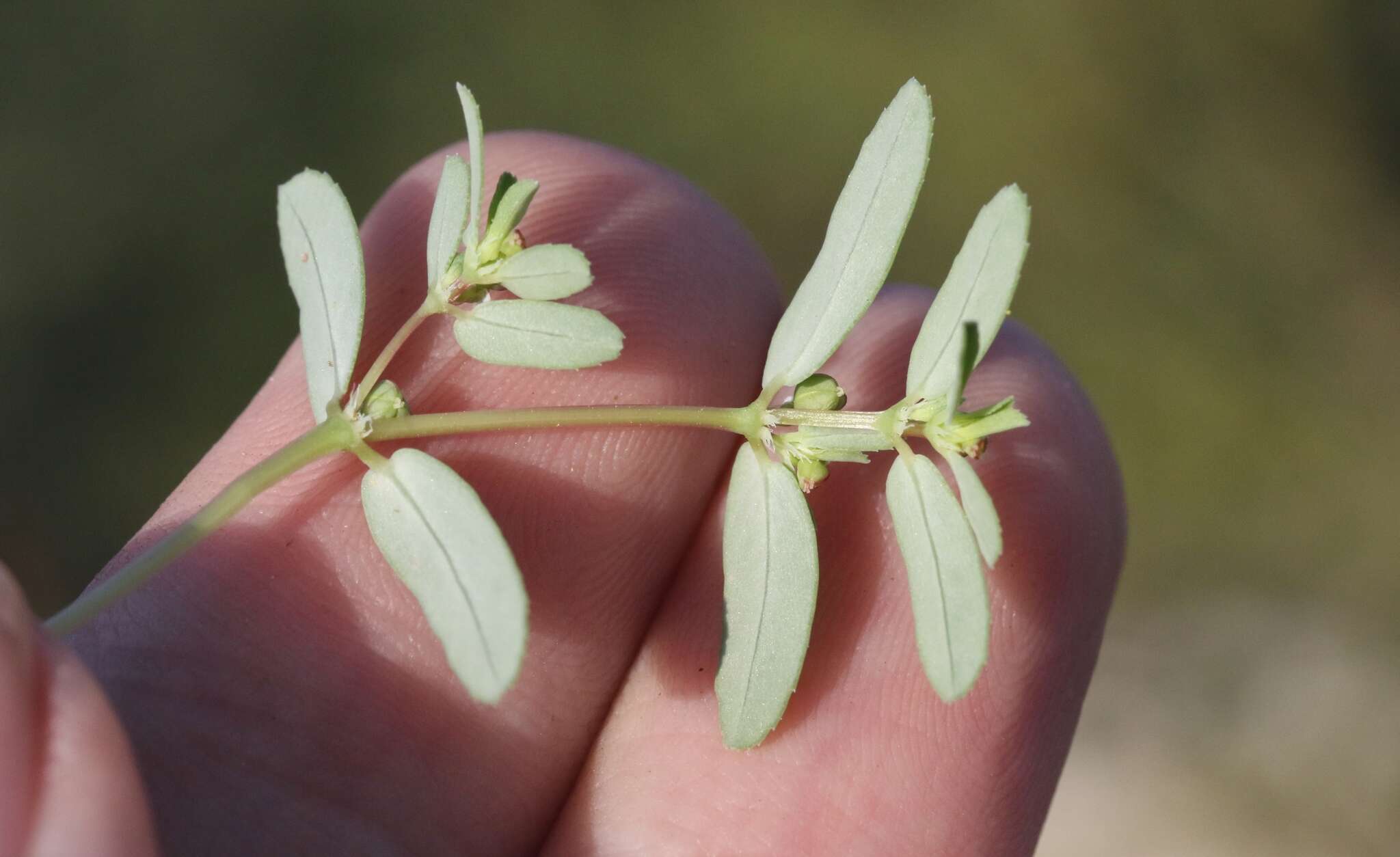 Image of Euphorbia serpillifolia subsp. serpillifolia