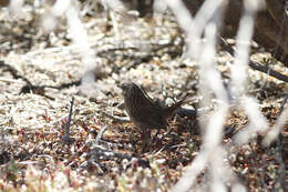 Image of Thick-billed Grasswren