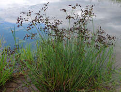 Juncus articulatus L. resmi