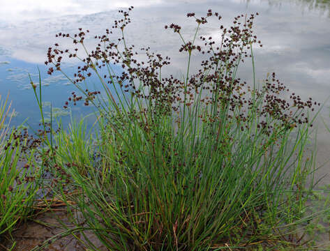 Juncus articulatus L. resmi