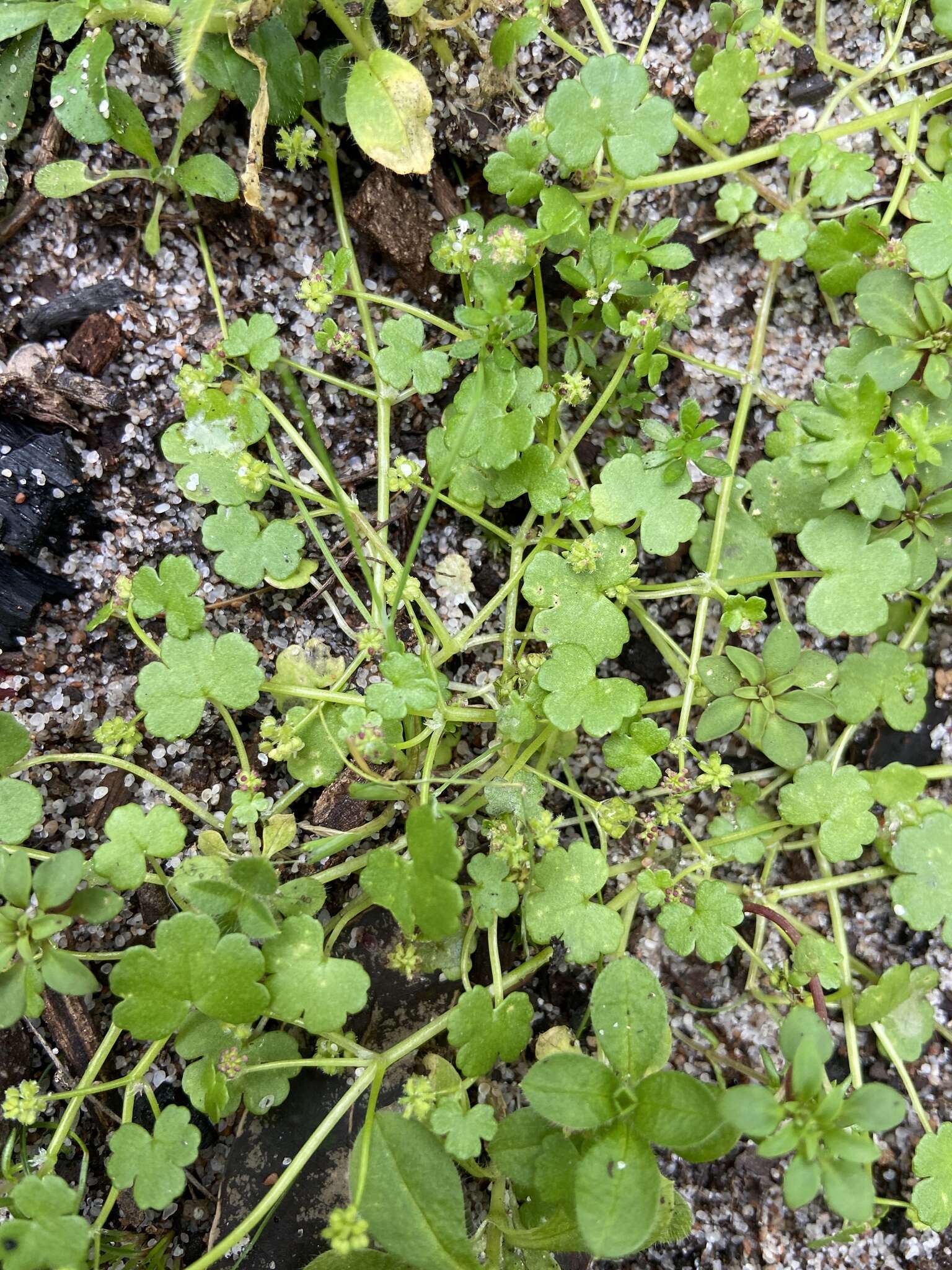 Image de Hydrocotyle scutellifera Benth.