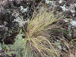 Image of Festuca petraea Guthnick ex Seub.