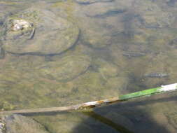 Image of Amargosa Pupfish