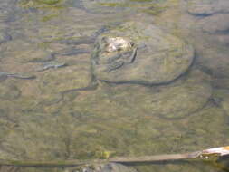 Image of Amargosa Pupfish