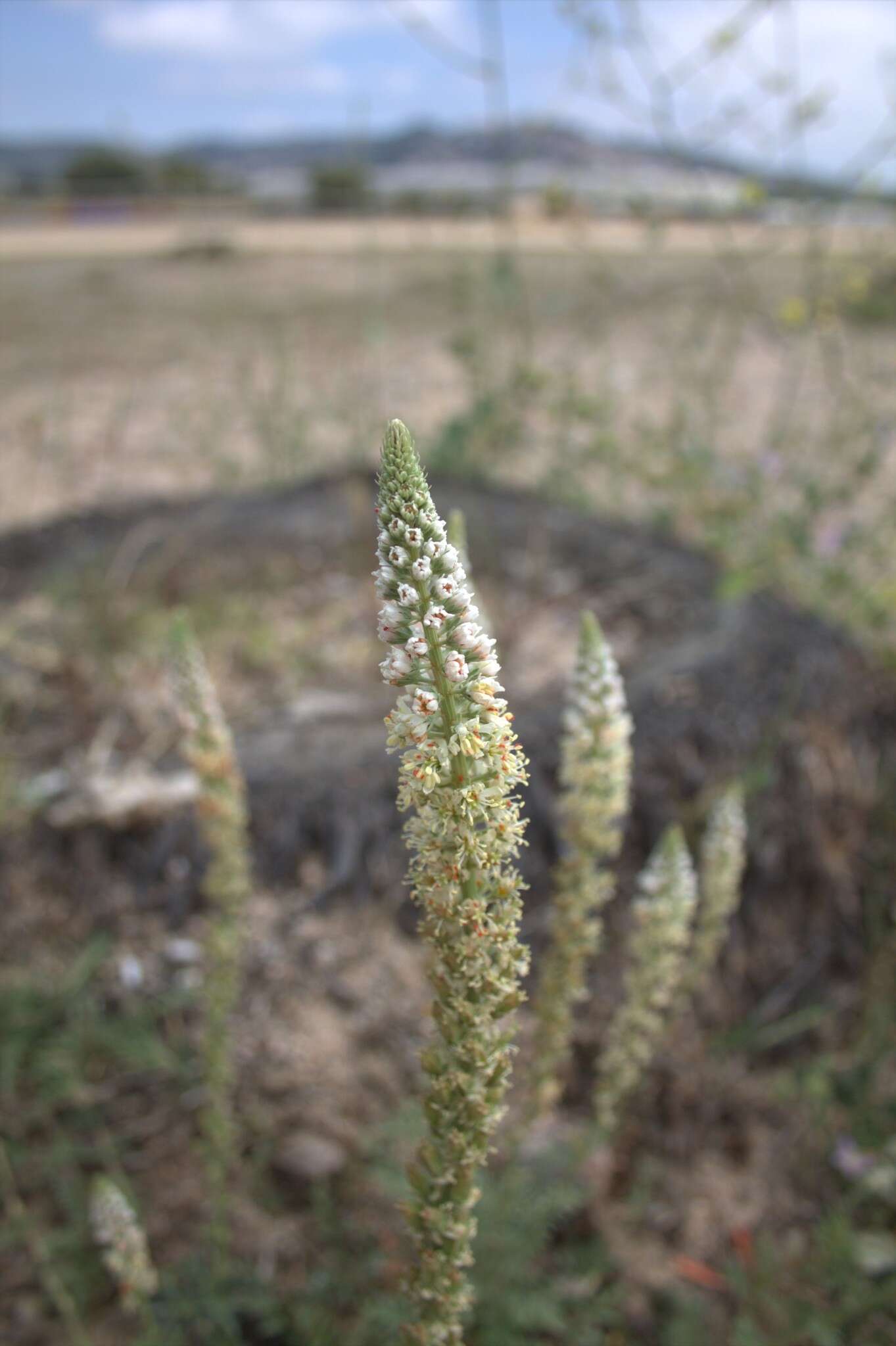 Imagem de Reseda alba subsp. hookeri (Guss.) Arcang.