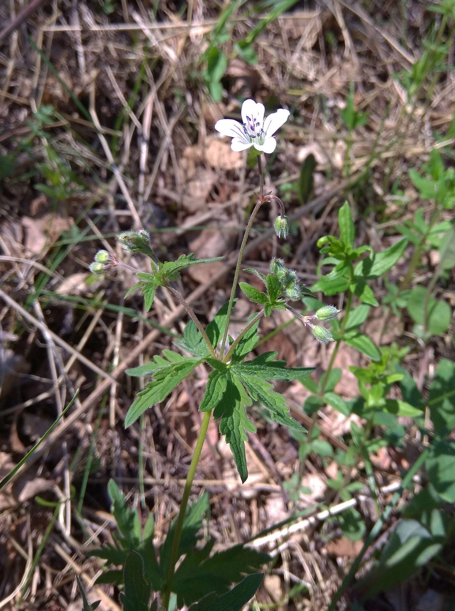 Image of Geranium pseudosibiricum J. Mayer