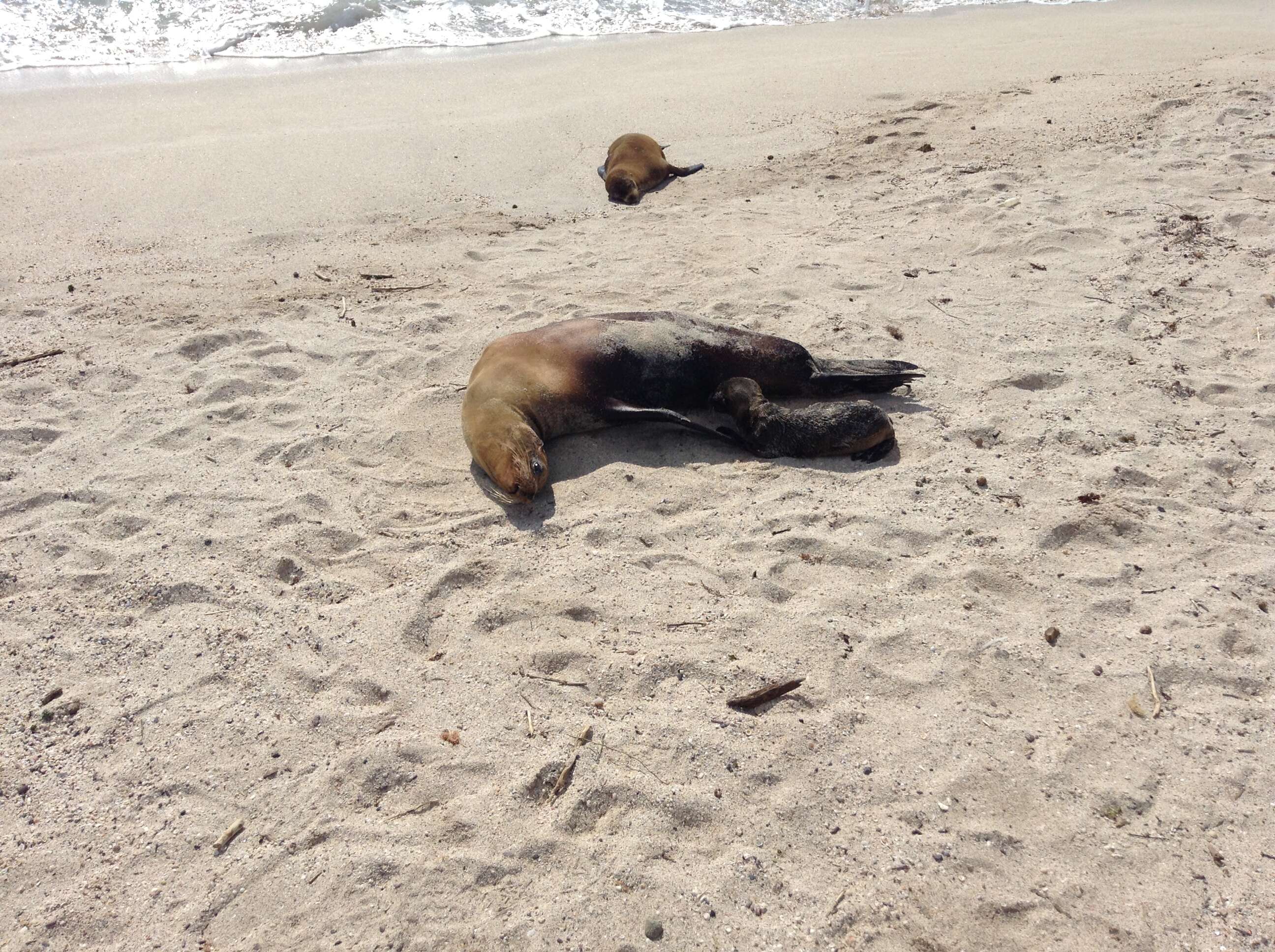 Image of Galapagos Sea Lion