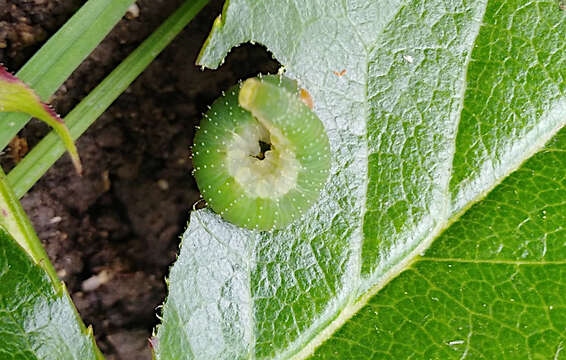 Image of Curled rose sawfly