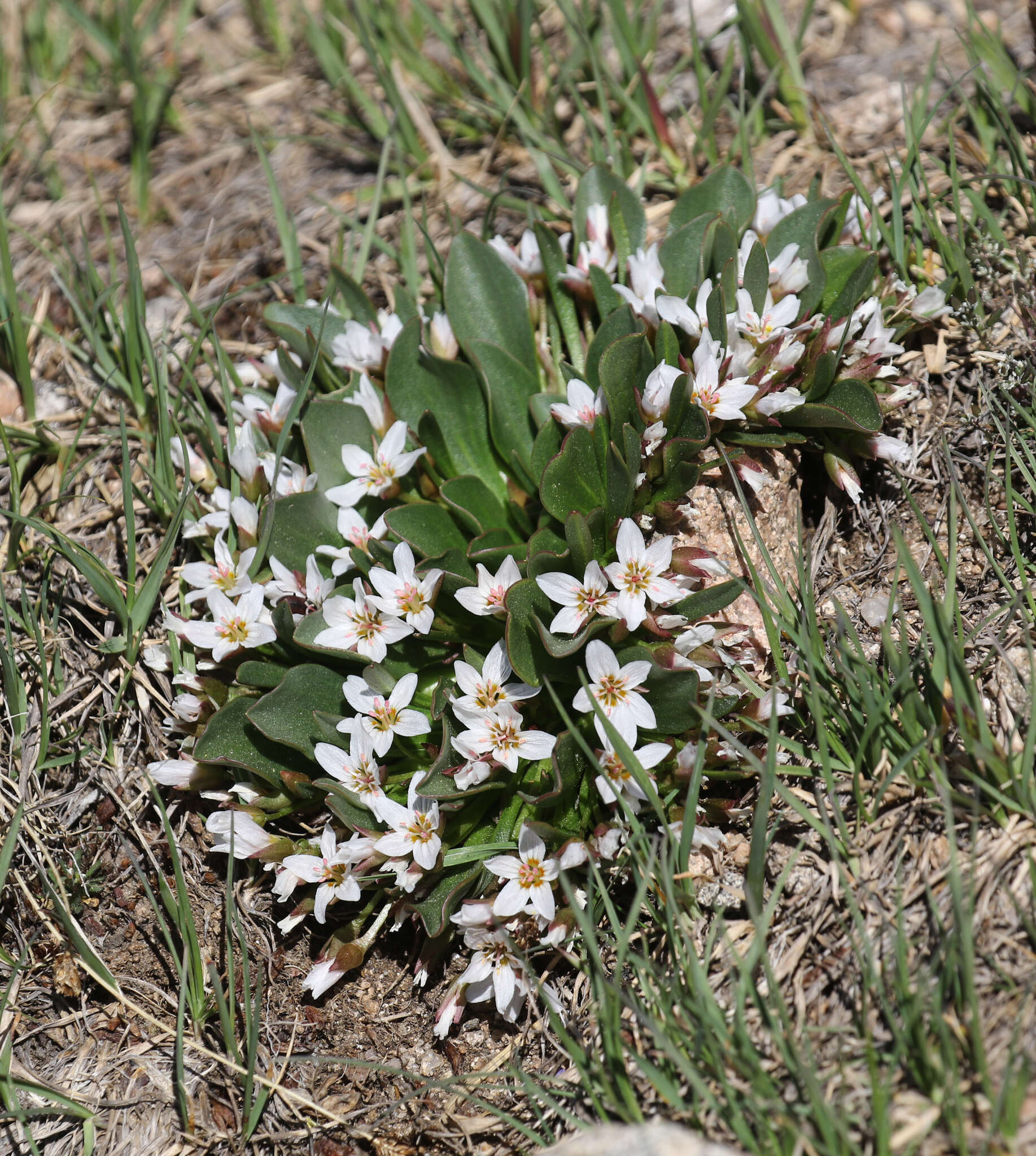 Image of alpine springbeauty