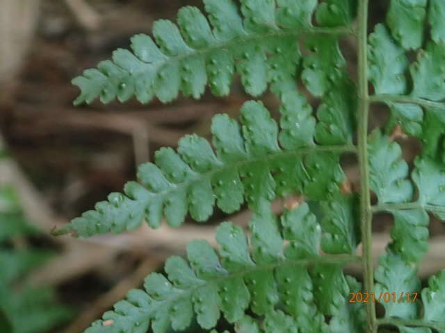 Sivun Microlepia speluncae (L.) Moore kuva