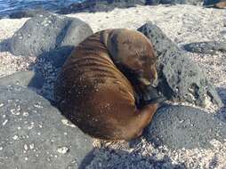 Image of Galapagos Sea Lion