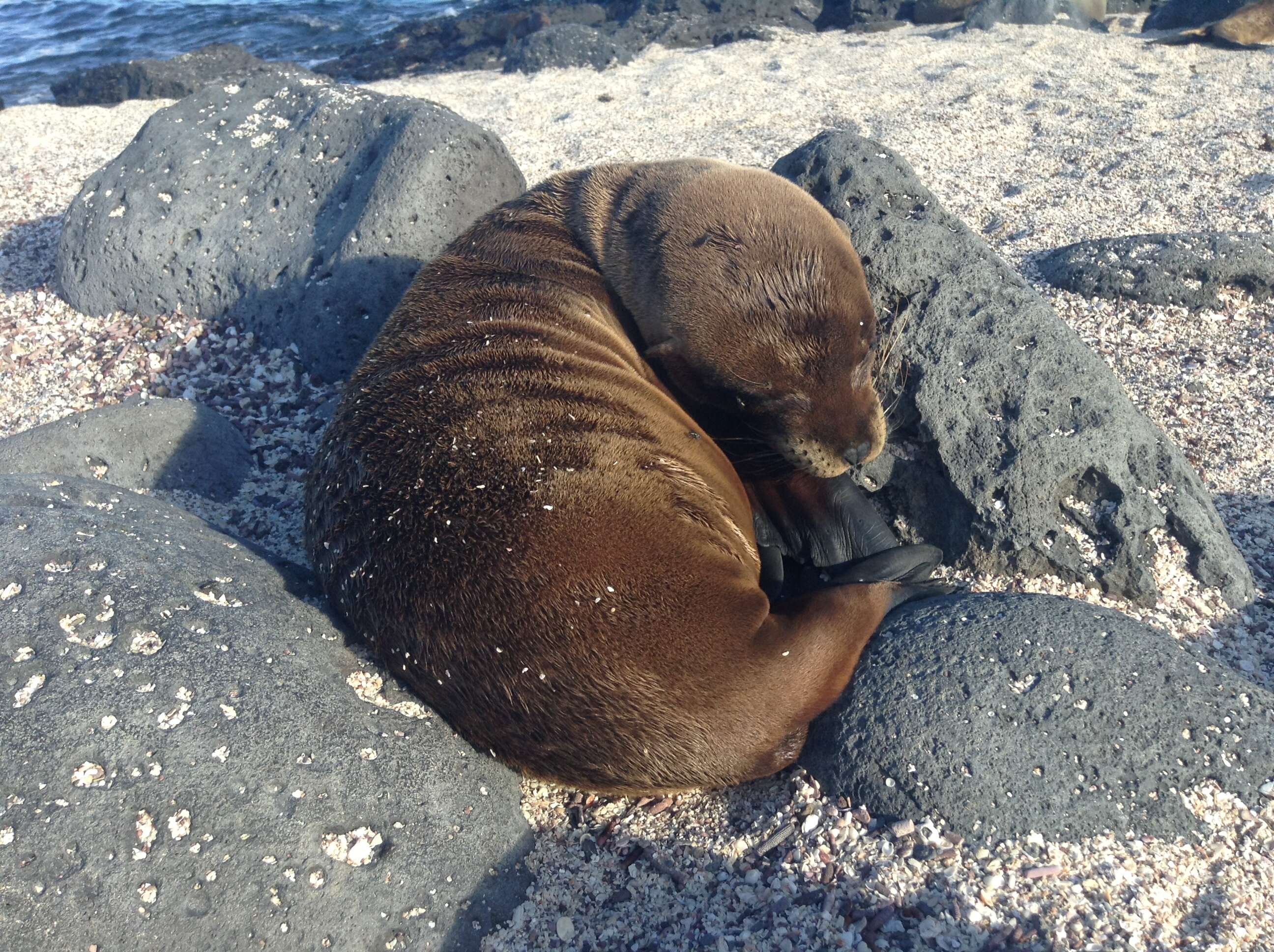 Image de Otarie des Galapagos