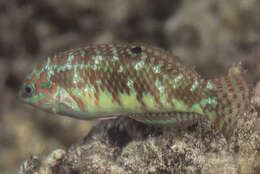 Image of Pink-belly wrasse