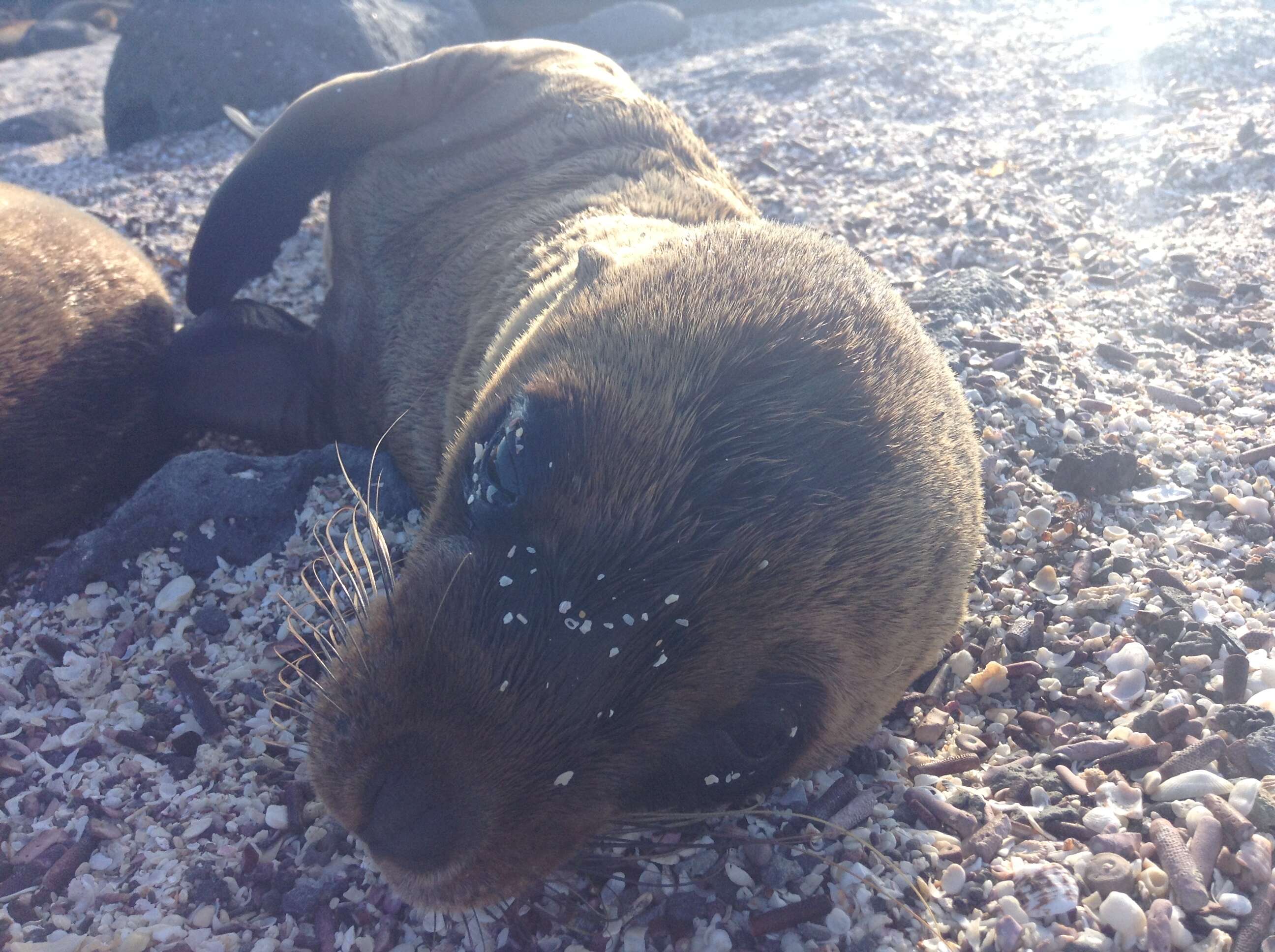 Image of Galapagos Sea Lion