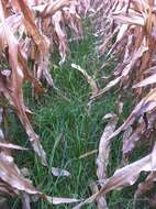 Image of Italian Rye Grass