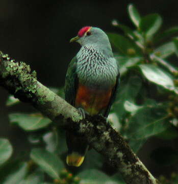 Image of Rose-crowned Fruit Dove