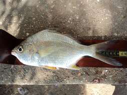 Image of Broad shad