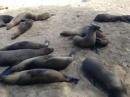 Image of Galapagos Sea Lion