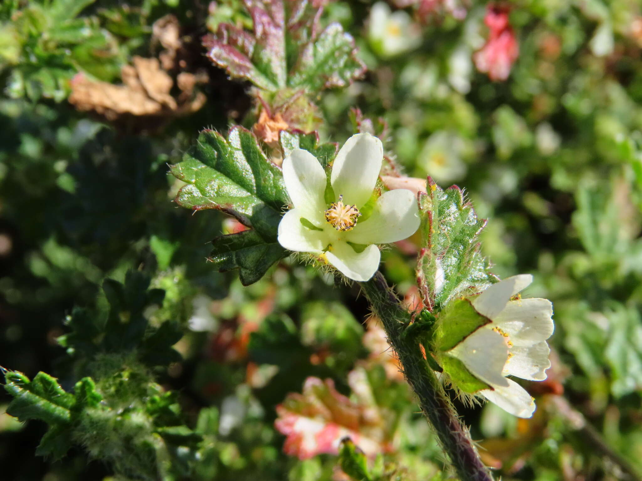 Image of Anisodontea biflora (Desr.) D. M. Bates