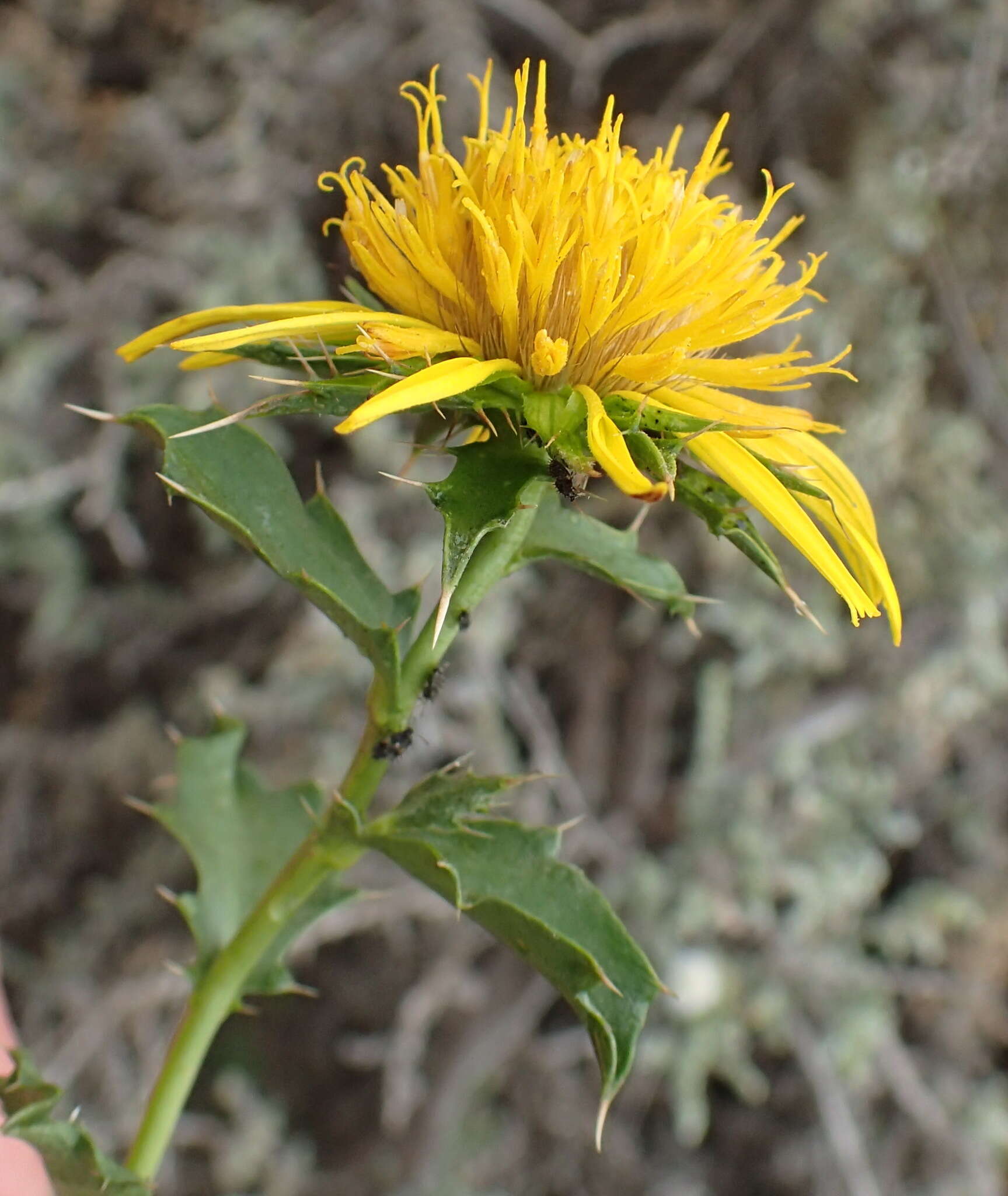 Imagem de Berkheya spinosa (L. fil.) Druce