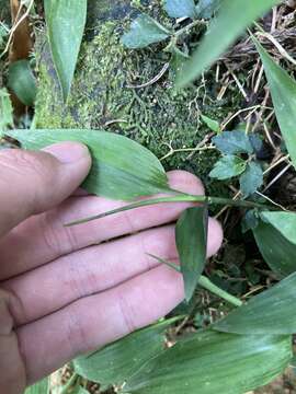 Image of bamboo-leaf