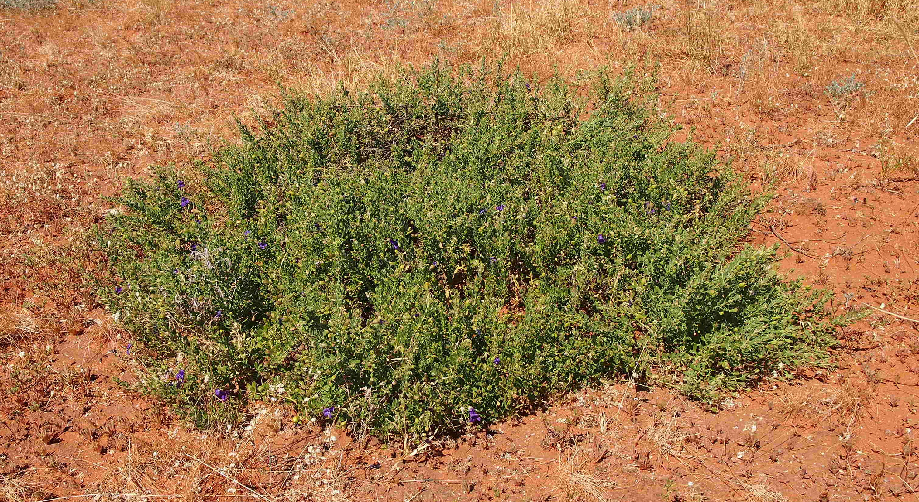 صورة Eremophila macdonnellii