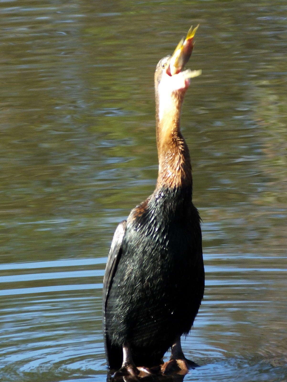 Image de Anhinga rufa rufa (Daudin 1802)