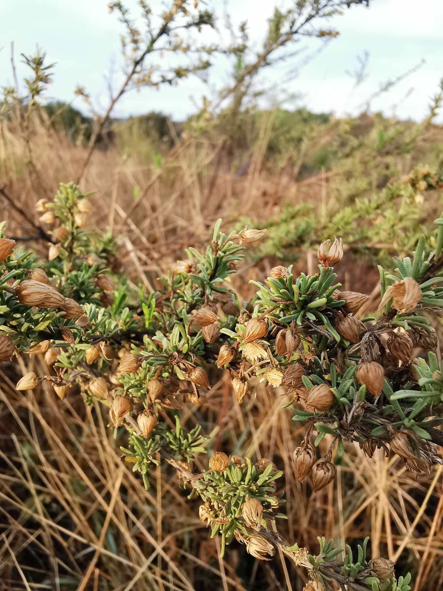 Image of yerba de pasmo