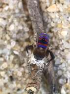 Image of Northwestern Melinda's Peacock Spider