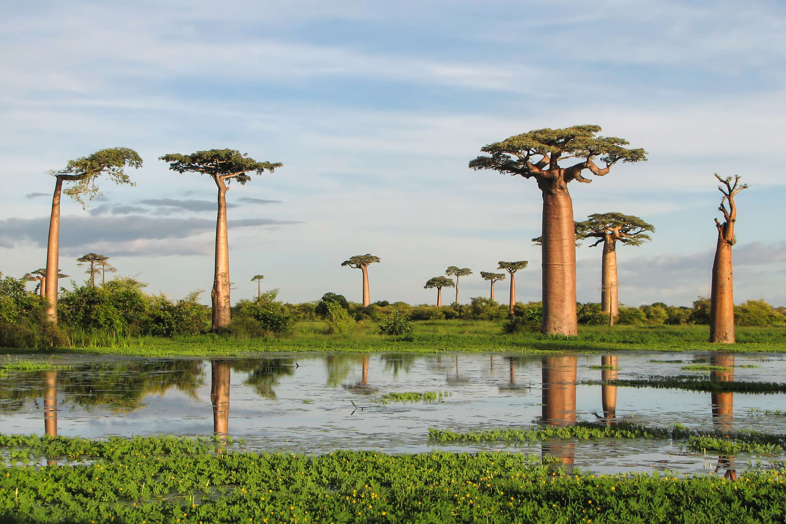 Image de Adansonia grandidieri Baill.